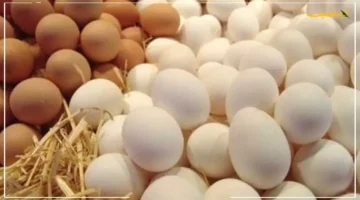 تطور جديد.. أسعار البيض اليوم في كفر الشيخ تخالف التوقعات 2